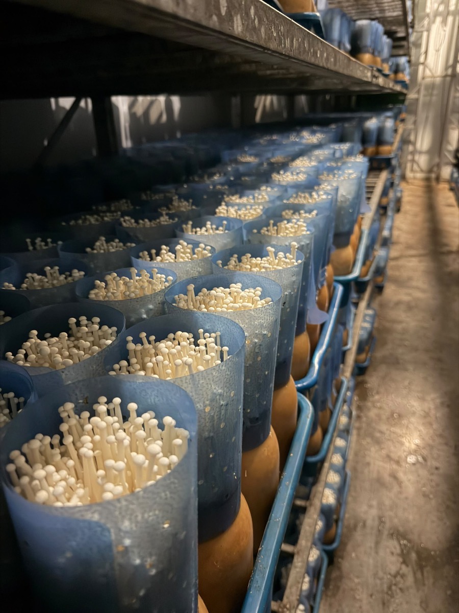 Enoki mushrooms growing on racks at a Freshmen partner farm