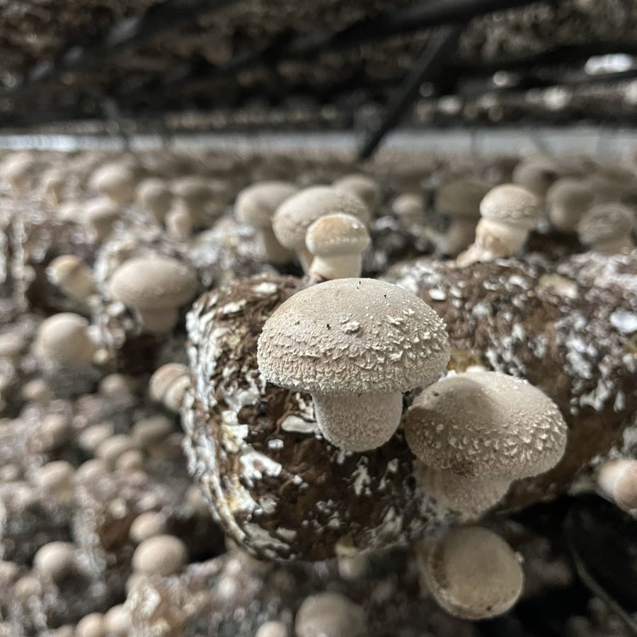 Shiitake mushrooms fruiting on a substrate block at a Freshmen partner farm